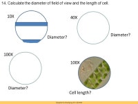 Designed by Pyeongsug Kim ©2010 SI Session (With Answers) Lab Practice Scientific method Microscope Phylogeny Cyanobacteria.... 