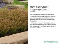 PanAmerican Seed 2013 New Products & Programs NEW Cool Wave Yellow Pansy. -  ppt download