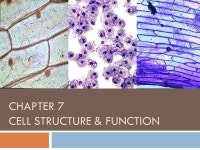 Biology I10/18/12  HW: Cell Theory – Write & Restate  Take out 7.1 Reading Guide. -  ppt download