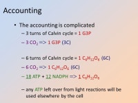Photosynthesis 2: The Calvin Cycle (Ch. 10) The Calvin Cycle Whoops! Wrong Calvin… 1950s | ppt download