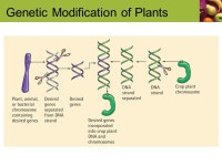 Judith E. Brown Prof. Albia Dugger Miami-Dade College  Phytochemicals and Genetically Modified Food Unit ppt download