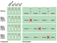 What do genes do? Chapter 17 - Protein Synthesis 96% 36% 7% 21% 15% -  ppt download
