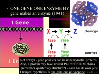 What do genes do? Chapter 17 - Protein Synthesis 96% 36% 7% 21% 15% -  ppt download
