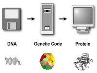 What do genes do? Chapter 17 - Protein Synthesis 96% 36% 7% 21% 15% -  ppt download
