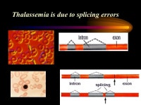 What do genes do? Chapter 17 - Protein Synthesis 96% 36% 7% 21% 15% -  ppt download