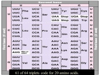 What do genes do? Chapter 17 - Protein Synthesis 96% 36% 7% 21% 15% -  ppt download