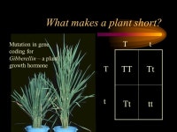 What do genes do? Chapter 17 - Protein Synthesis 96% 36% 7% 21% 15% -  ppt download