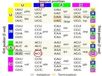 What do genes do? Chapter 17 - Protein Synthesis 96% 36% 7% 21% 15% -  ppt download