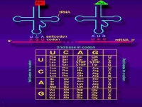 What do genes do? Chapter 17 - Protein Synthesis 96% 36% 7% 21% 15% -  ppt download