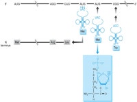 What do genes do? Chapter 17 - Protein Synthesis 96% 36% 7% 21% 15% -  ppt download