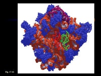 What do genes do? Chapter 17 - Protein Synthesis 96% 36% 7% 21% 15% -  ppt download
