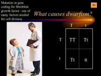 What do genes do? Chapter 17 - Protein Synthesis 96% 36% 7% 21% 15% -  ppt download