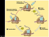 What do genes do? Chapter 17 - Protein Synthesis 96% 36% 7% 21% 15% -  ppt download