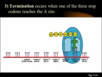 What do genes do? Chapter 17 - Protein Synthesis 96% 36% 7% 21% 15% -  ppt download