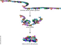 What do genes do? Chapter 17 - Protein Synthesis 96% 36% 7% 21% 15% -  ppt download