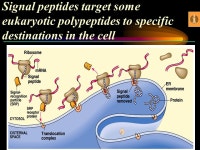 What do genes do? Chapter 17 - Protein Synthesis 96% 36% 7% 21% 15% -  ppt download