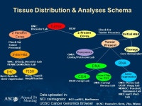 Breast Cancer Molecular Profiles Predict Tumor Response of Neoadjuvant Doxorubicin and Paclitaxel, the I-SPY TRIAL (CALGB /150012... 