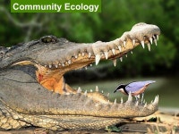 AP Biology  video video AP Biology Community Ecology. -  ppt download