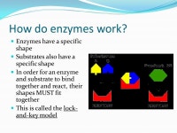 Catalysts of Life. Review of Chemical Reactions A chemical reaction is a process that changes, or transforms, one set of... 