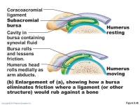 pate a pain(빠뚜아빵) | Copyright © 2010 Pearson Education, Inc. Joints (Articulations) Articulation—site where two or more bones meet Functions of...