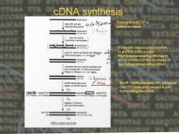 CHMI 4226-W20051 Recombinant DNA Technology CHMI 4226 E Week # 4 January 26, 2009 cDNA libraries. -  ppt download