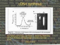 CHMI 4226-W20051 Recombinant DNA Technology CHMI 4226 E Week # 4 January 26, 2009 cDNA libraries. -  ppt download