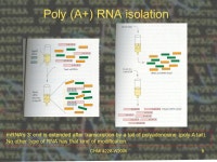 CHMI 4226-W20051 Recombinant DNA Technology CHMI 4226 E Week # 4 January 26, 2009 cDNA libraries. -  ppt download