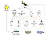 Food Webs. Review Food chains represent flows of matter and energy They are always pyramid shaped. -  ppt download