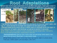 Let’s recall some basic facts about plants: All plants are multicellular, eukaryotic, autotrophic organisms All plant cells... 