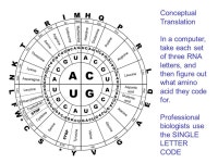 Introduction to Bioinformatics CPSC 265. Interface of biology and computer science Analysis of proteins, genes and genomes using... 
