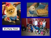 Where Dogs Just Wanna Have Fun! Boarding, Day Care, Grooming, Training and more… -  ppt download