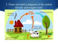  Life science review By: Sydney George. 1. Draw and label a diagram of the water cycle. Be sure to include its source of energy.... 