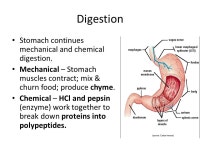 Nutrition, Digestion and Enzymes You are what you eat! -  ppt download
