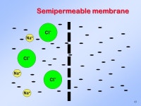 1 Lipids, Biological Membranes and Cellular Transport Fatty Acids Triacylglycerols Polar Lipids Steroids and Other Lipids... 