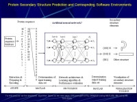 2009/2010 FEED-FORWARD NEURAL NETWORK FOR PROTEIN STRUCTURE PREDICTION. -  ppt download