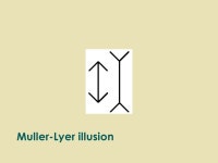 Shape from Contour Recover 3D information. Muller-Lyer illusion. -  ppt download