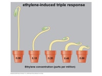 Chapter 39 Plant Responses. Copyright © 2008 Pearson Education, Inc., publishing as Pearson Benjamin Cummings I. Plant hormones... 