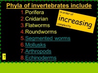 1 Characteristic Of Animals Multicellular Heterotrophic No Cell Walls Most are Motile Eukaryotic ppt download