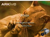 WEIGHT AND SIZE Males up to 22 pounds Females up to 15 pounds Males up to 31 inches Females up to 27 inches Tail. -  ppt download