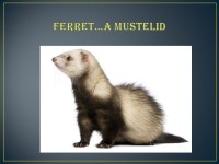 Fun Animal Names. stud = intact male dog bitch = intact female dog whelping = giving birth pack = group of dogs litter = multiple... 