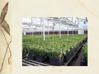 Chapter 15 Plant Propagation. Asexual Reproduction Cuttings Grafting Budding Layering Division Rhizomes Stolons Tillers or... 