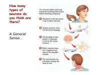 Ever wonder why you shiver, or why you sweat? Why do you pee or poop? Or, breath out CO 2 ? Why?? -  ppt download