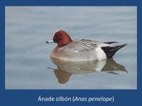 VISU ESPECIES CINEGÉTICAS DE CASTILLA-LA MANCHA. Perdiz Roja (Alectoris rufa) -  ppt download