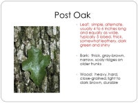 Forestry and Woodland Ecosystems Species of Trees. -  ppt download