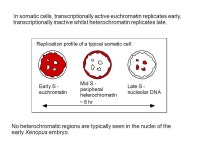 Plan Eukaryot DNA replikasjon 1.Replikasjonsorigins 2.Enzymologi 3.Initiering og Regulering av DNA replikasjon. -  ppt download