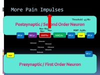 Ryan Dreikorn BSN SRNA York College of Pennsylvania / WellSpan Health Nurse Anesthesia Program. -  ppt download