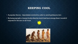 COSTS & BENEFITS OF GROUND LIVING. COSTS & BENEFITS Major benefit – tree living = safety from predators. Major benefit – tree... 