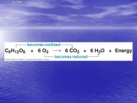 Unit Bioenergetics Cellular Energy A. Uses of cellular energy (ATP) 1. build molecules & maintain structure 2. transport... 
