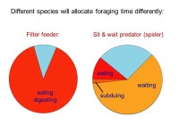 Species 1 (victim V) Species 2 (predator P) + - EXPLOITATION. -  ppt download