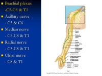 Chapter 14 The Spinal Cord and Spinal Nerves. Spinal Cord Begins at foramen magnum extends down to L1/L2. Begins at foramen... 